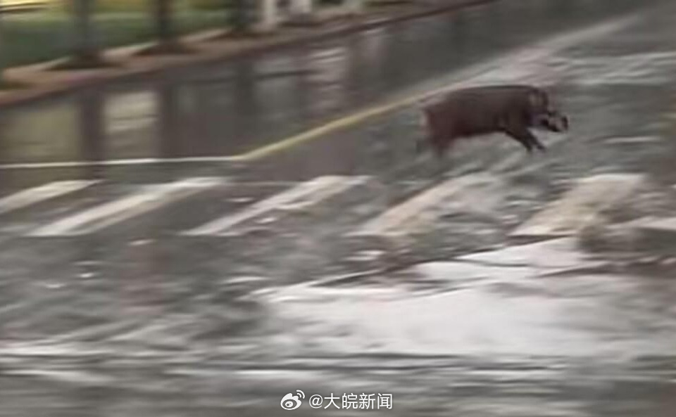 池州一高校內(nèi)驚現(xiàn)狂奔野豬，事件回顧與生態(tài)警示，池州高校野豬狂奔事件，回顧與生態(tài)警示