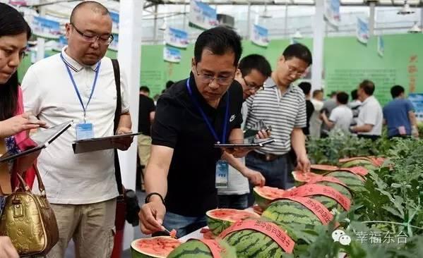 東臺西瓜最新價格動態(tài)及市場分析，東臺西瓜最新價格動態(tài)與市場分析報告