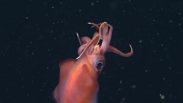 深海水族館隱藏魚最新發(fā)現(xiàn)，探索未知的深海奇跡，深海新發(fā)現(xiàn)揭秘，未知水族館隱藏魚種，探索深海奇跡之旅