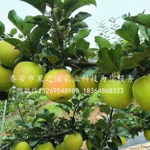 淳化瑞雪蘋果的種植歷史，一種傳統(tǒng)與現(xiàn)代融合的果實傳奇，淳化瑞雪蘋果，傳統(tǒng)種植與現(xiàn)代融合的果實傳奇