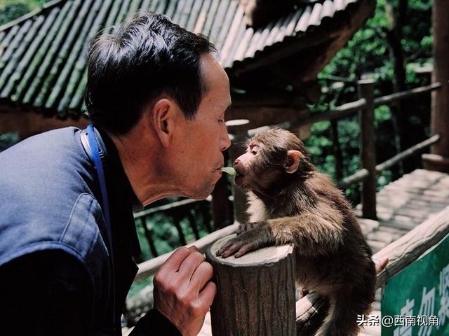 游客與猴子的沖突案例，探究原因與解決方案，游客與猴子沖突案例解析，探究起因及應(yīng)對策略