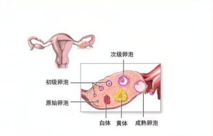 如何預(yù)防黃體破裂，如何預(yù)防黃體破裂的方法與措施