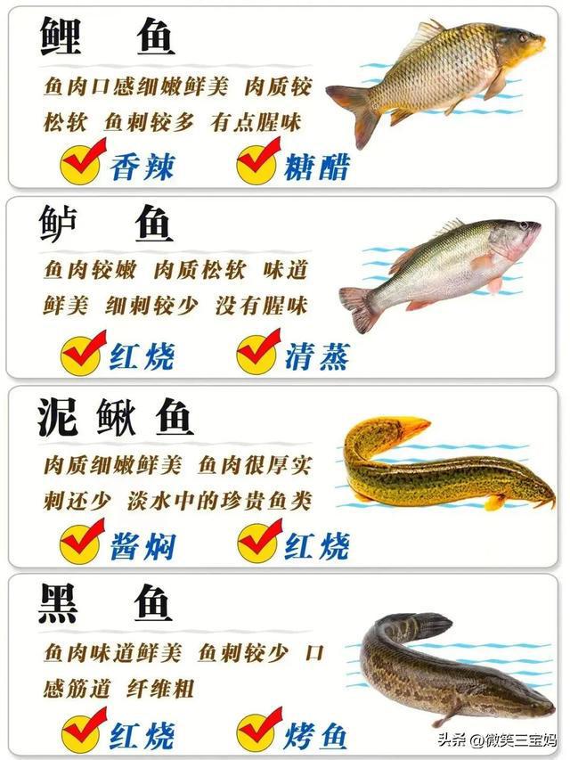 魚(yú)類行為與生存策略，適應(yīng)環(huán)境的智慧展現(xiàn)，魚(yú)類行為與生存策略，展現(xiàn)適應(yīng)環(huán)境的智慧