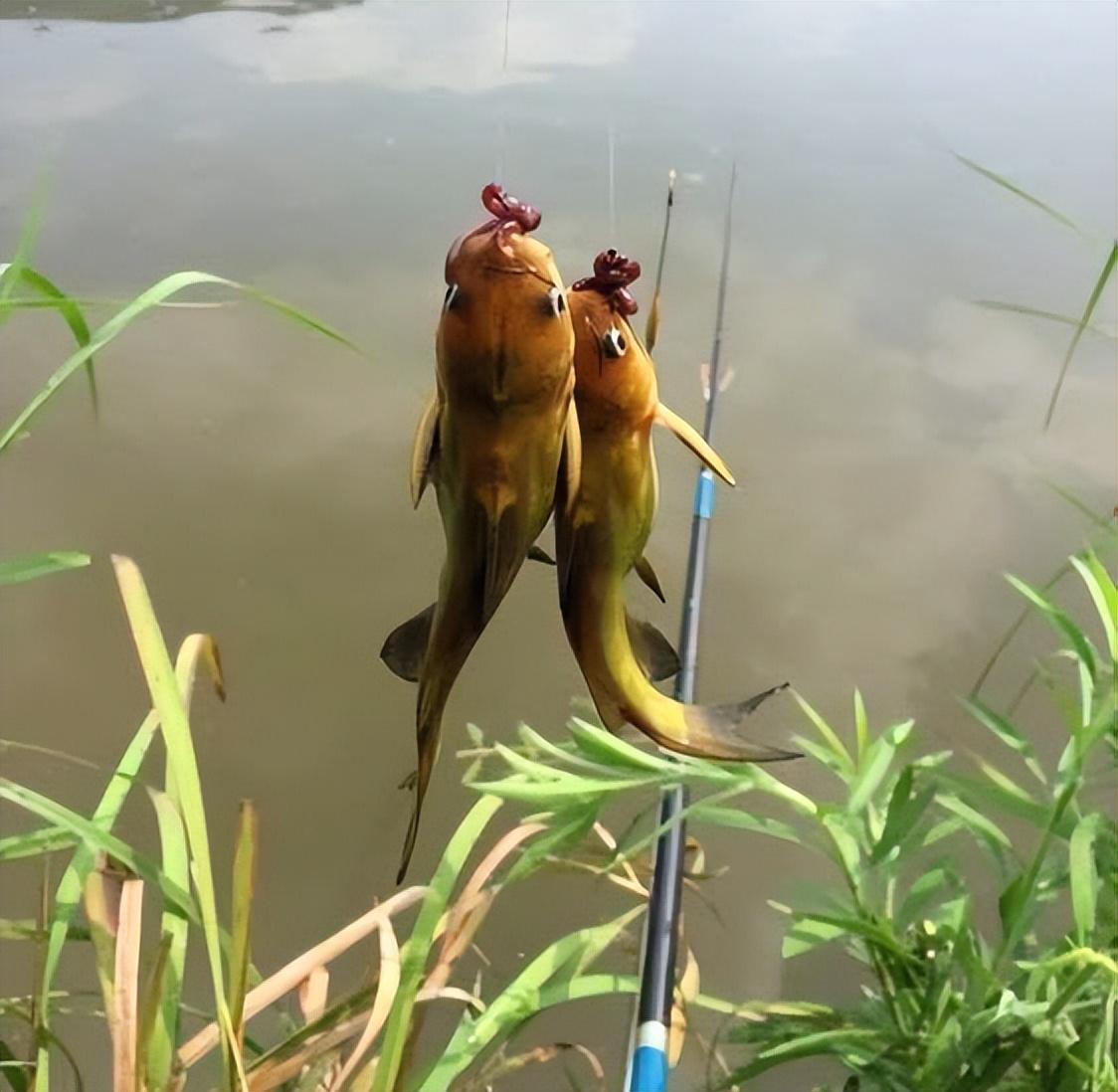 釣魚技巧分享，提高釣魚成功率的關(guān)鍵要素，揭秘釣魚技巧，提升成功率的關(guān)鍵要素解析