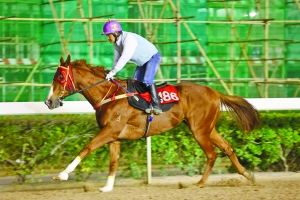 關于澳門特馬今晚開獎的討論，澳門特馬今晚開獎討論背后的犯罪風險警示