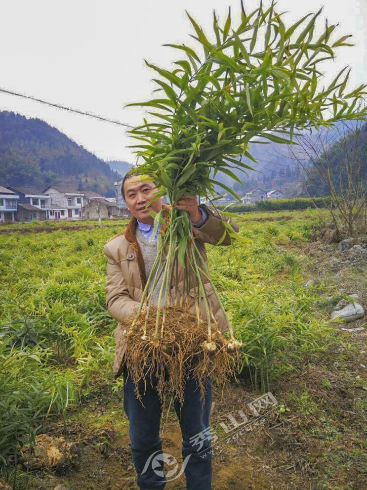 黃精最新行情分析，黃精最新市場動態(tài)分析