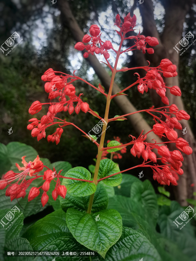 狀元紅97049精準(zhǔn)資料，探索與解析，狀元紅97049精準(zhǔn)資料深度解析與探索