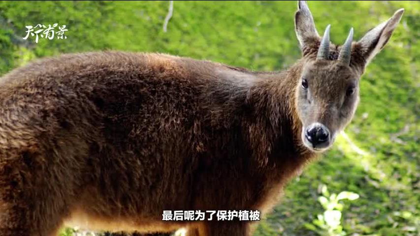 新澳2024今晚開(kāi)獎(jiǎng)資料四不像，探索彩票世界的神秘面紗，探索彩票世界的神秘面紗，新澳2024今晚開(kāi)獎(jiǎng)資料四不像