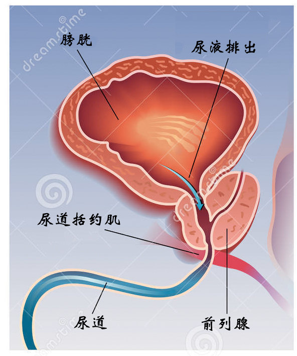 前列腺增大，藥物治療的選擇與效果分析，前列腺增大，藥物治療選擇與效果解析