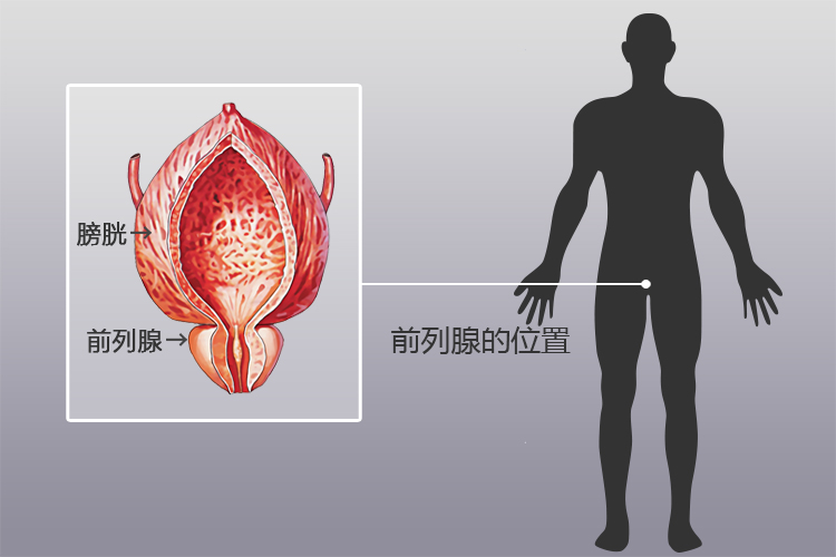 前列腺位置圖片，了解男性健康的重要一環(huán)，前列腺位置圖解，理解男性健康的關(guān)鍵一環(huán)