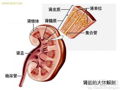 女性腎虛的原因及其影響，女性腎虛的原因與影響解析