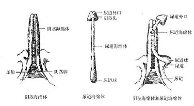 武打技巧促進海綿體生長，武打技巧與海綿體生長，涉黃問題的警示與探討