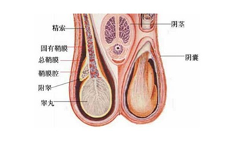 睪丸突然疼痛一會兒又不疼了，原因、影響與應(yīng)對措施，睪丸突發(fā)性疼痛的原因、影響及應(yīng)對措施解析